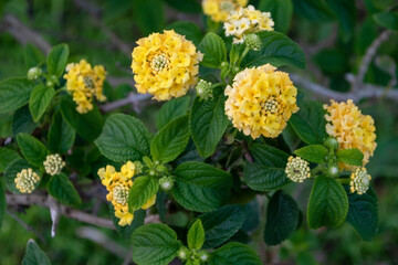 Yellow flowers of Lantana camara on a green background.