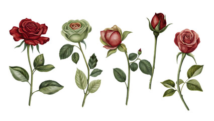 Set of Vector Flat Roses Isolated on Transparent Background | Romantic Floral Vector Illustrations Pack