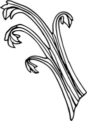 Tomato Sauce ingredients.Celery . Hand drawn Doodle vector illustration 