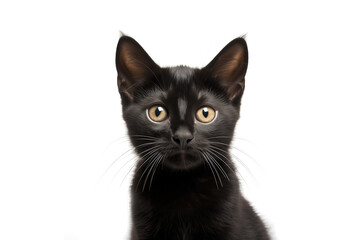 Cute black bombay kitty looking at camera. Head close-up portrait of black bombay cat. White Isolated background. Generative AI