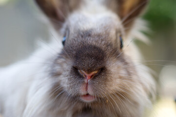 Macro Portrait of a Smoky Brown Gray Domestic Dwarf Bunny Rabbit Nature and Wildlife Photography