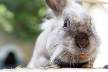 Macro Portrait of a Smoky Brown Gray Domestic Dwarf Bunny Rabbit Nature and Wildlife Photography