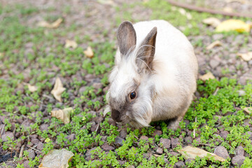 Full Body of Smoky Brown Gray Domestic Pygmy Rabbit Bunny Nature and Wildlife Photography