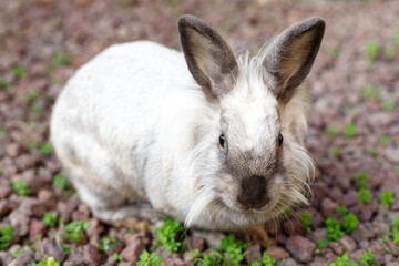 Full Body of Smoky Brown Gray Domestic Pygmy Rabbit Bunny Nature and Wildlife Photography