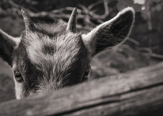 Close-up of young goat behind a fence