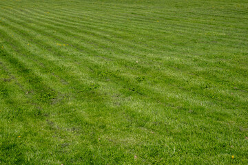 Neatly trimmed green grass of the lawn on the field