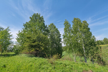 deciduous trees on a sunny day