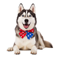 American Flag Siberian Husky, transparent - 1