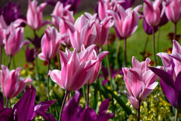 Large Tulips blossom in the garden on a sunny day