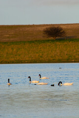 Black necked Swan swimming in a lagoon, La Pampa Province, Patagonia, Argentina.