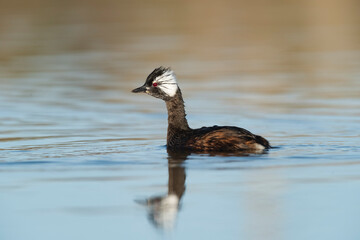 White tufted Grebe, La Pampa Province, Patagonia, Argentina