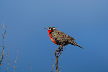 Long tailed Meadowlark, perched in Pampas grassland environment, La Pampa Province, Patagonia, Argentina.