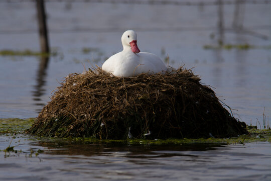 Coscoroba swan nesting in a lagoon , La Pampa Province, Patagonia, Argentina.