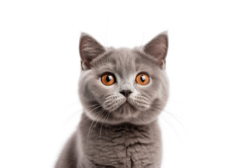 Cute british shorthair kitty looking at camera. Head close-up portrait of british shorthair cat. White Isolated background. Generative AI