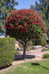 Bottlebrush (Callistemon citrinus) shrub in the public gardens at Tavira, Algarve, Portugal