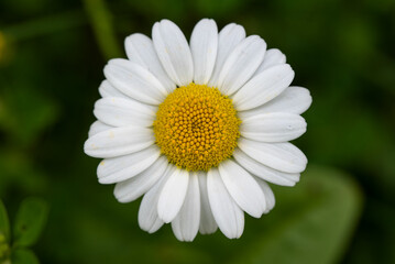 Fototapeta premium Daisy flower macro in the grass