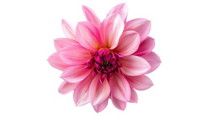 Obraz premium Pink Spring flower Mona Lisa flower isolated on white background