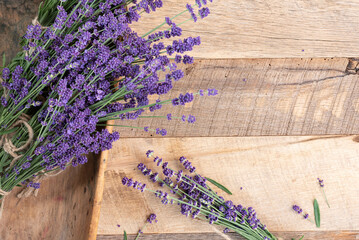 Harvesting and bundling fresh purple lavender for drying, organic.