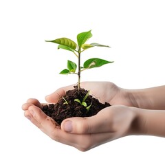 Young plant in male's hand - starting up concept