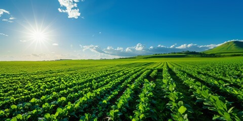 Green agricultural field under a bright sun and blue sky. Landscape view. Farming and agriculture concept. Banner with copy space
