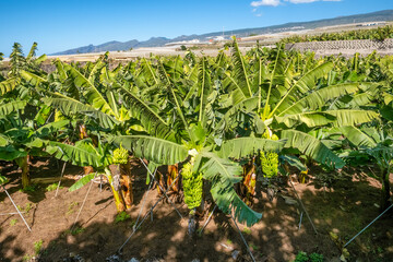 Tenerife banana plantations under the bright sun in Tenerife, Spain