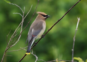 Cedar Waxwing