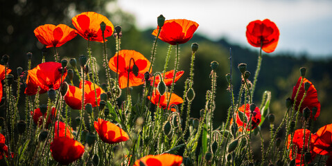 Papaver rhoeas
It is an annual plant that can reach more than 50 cm in height. It has erect and...