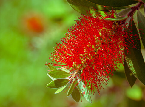 Single red bottlebrush flower closeup, detail, selective focus, Callistemon citrinus, in northern California, beautiful, filaments, green leaves