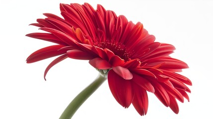 Close-up of vibrant red gerbera daisy showcasing petals and stem in minimalist style. Ideal for nature, floral, and botanical themed designs. AI