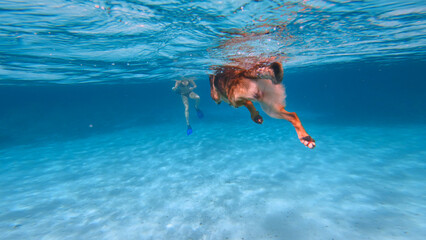 UNDERWATER: View below the sea surface of a dog swimming in turquoise water. Refreshing and...