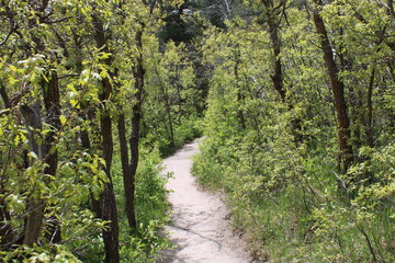 Fototapeta premium trial