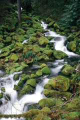 Fototapeta premium Forest Waterfall scene in Willamette Forest, Oregon, long exposure flowing water