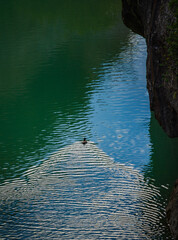 Duckling in the river of Via Ferrata Olvena, Aragon Spain.