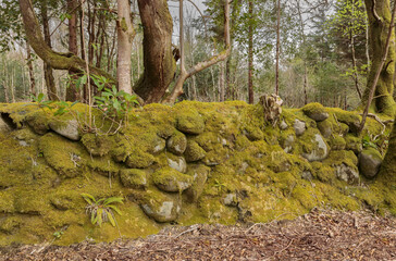 Stone wall in early spring covered in moss