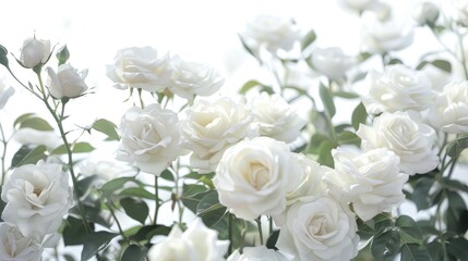 Obraz premium White roses in full bloom in the garden against a white backdrop