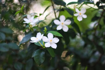 Jasminum sambac (Arabian jasmine or Sambac jasmine) is a species of jasmine native to tropical Asia, from the Indian subcontinent to Southeast Asia.