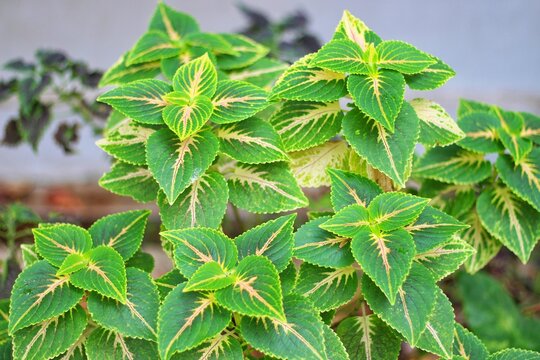 Green Coleus plant, Colea varieta, Exotic Greenery Tropical Coleus Foliage