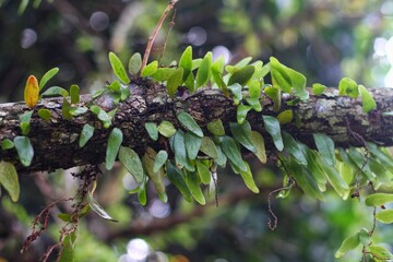 The endemic fern Pyrrosia eleagnifolia grows on tree trunks.