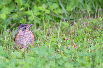 Closeup of a baby robin standing in bright green grass.