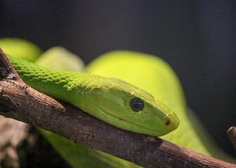 Green Mamba Head Close Up