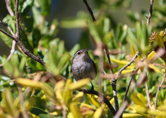 Bewick's Wren in Tree