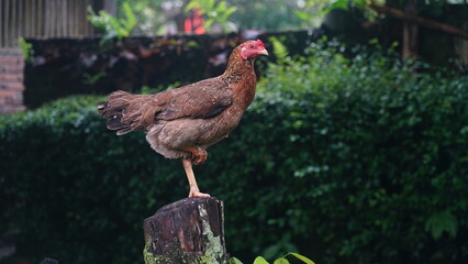 Brown hen standing with one leg on wood. Focus selected. Blurred background
