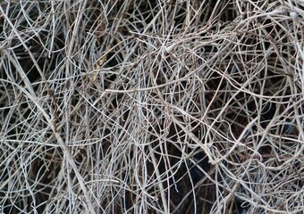 photo of grey dry kusthoy thin branches of a bush, suitable for background