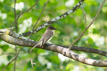 bird on a branch