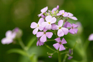flowers in the garden
