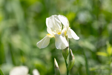 white iris flower