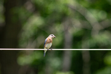 bird on a wire