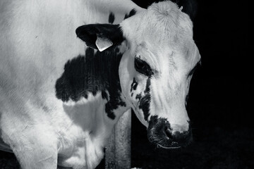 Close-up of a cow standing in black and white