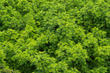 A background made with an aerial view of green leaves