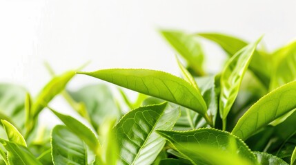 Fresh green tea leaves close up on a white background freshly harvested from a homegrown organic tea plantation Food concept with space for text and clipping path provided
